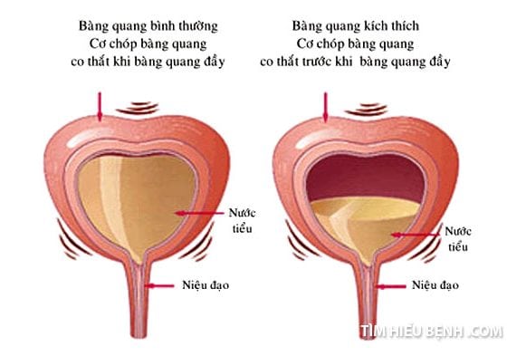 bang quang tang hoat