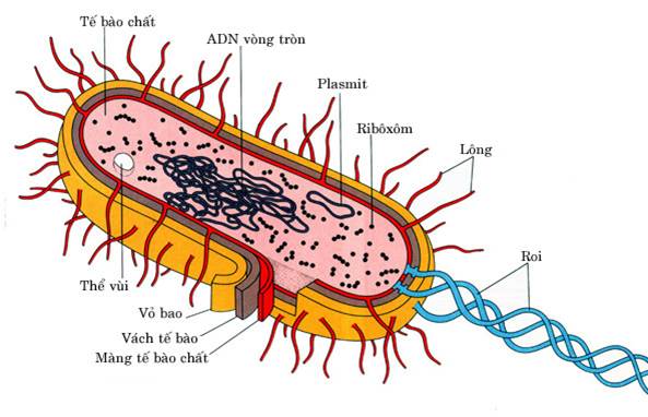 Đại cương về vi khuẩn học, hình thể của vi khuẩn, cấu tạo của tế bào vi khuẩn