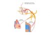 Giải thích hướng lan xuyên của đau ngực trong nhồi máu cơ tim