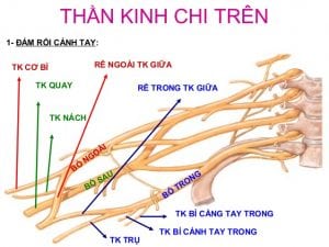 thần kinh ngoại biên