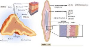 Suy thượng thận do dùng corticoid (Hội chứng giả Cushing)