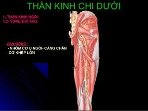 thần kinh đùi