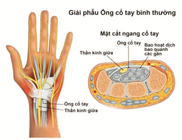 Giải phẫu ống cổ tay