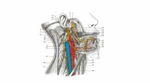 Một số phương pháp học tốt môn giải phẫu