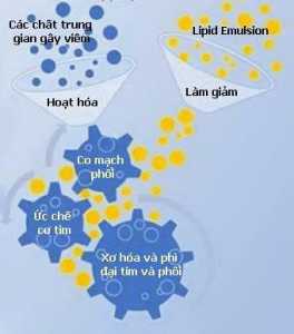 Sử dụng nhũ dịch lipid điều trị bổ trợ cho thuyên tắc ối