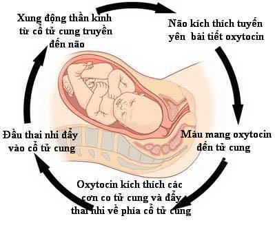 Sử dụng oxytocin trong mổ lấy thai