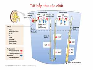 Sử dụng thuốc lợi tiểu, Sơ đồ tái hấp thu và bài tiết các chất của ống thận