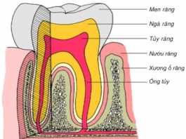 Phân biệt viêm lợi và viêm quanh răng, Cấu tạo răng và vùng quanh răng