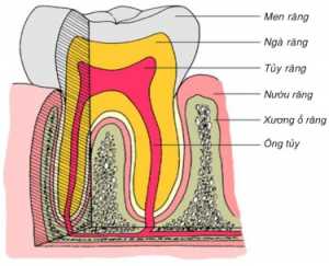 21 Phân biệt viêm lợi và viêm quanh răng, Cấu tạo răng và vùng quanh răng